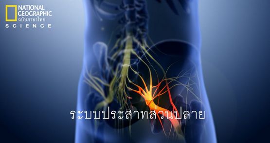 โรคระบบประสาทส่วนปลาย