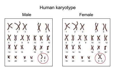 โครโมโซม XX คืออะไร?